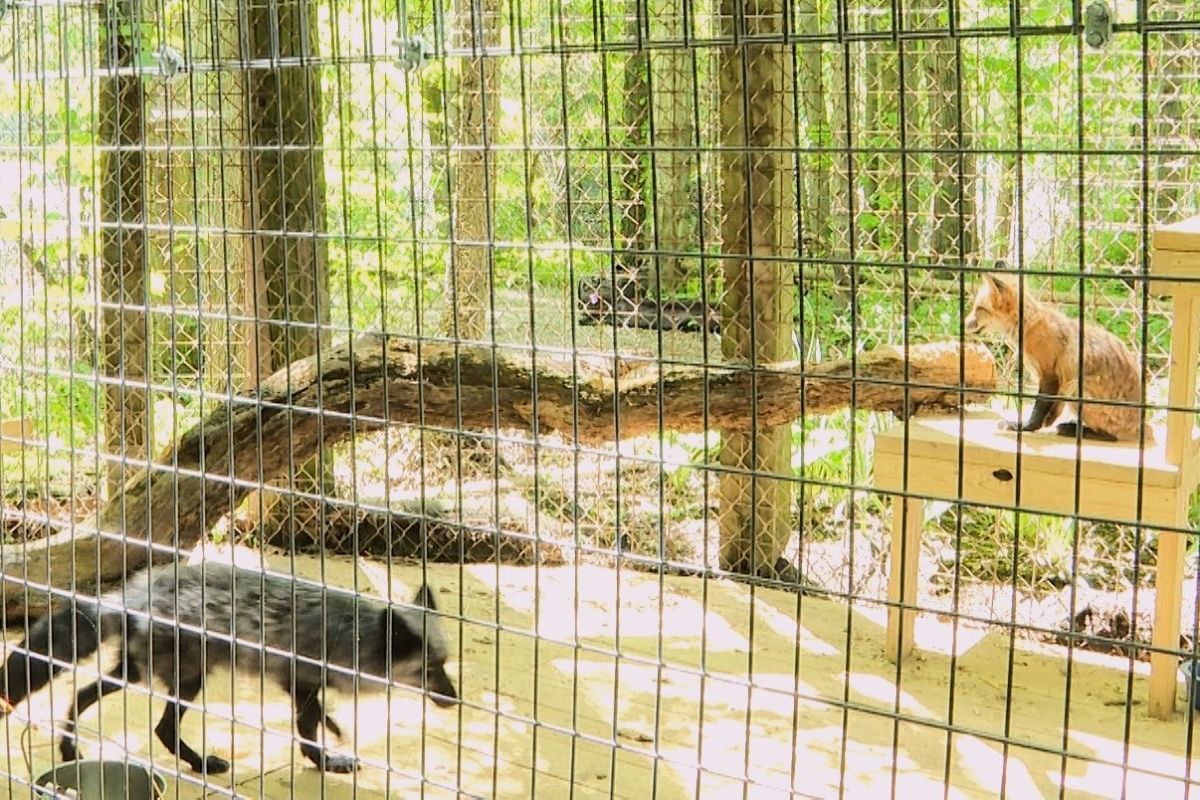 foxes in enclosure