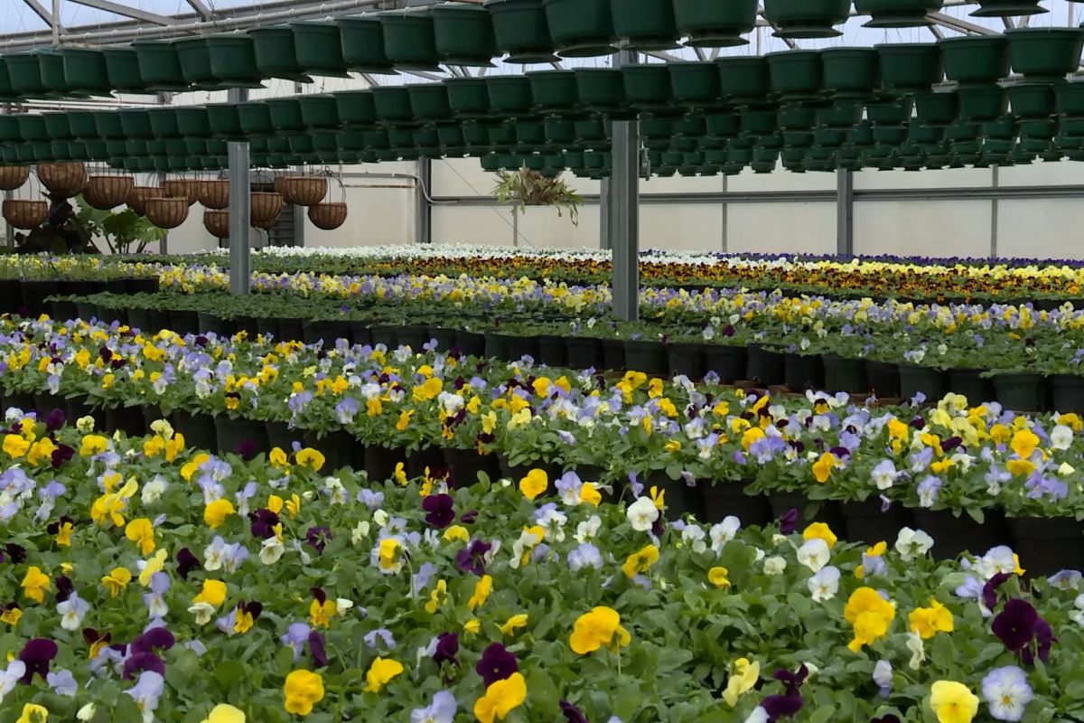 Full greenhouse