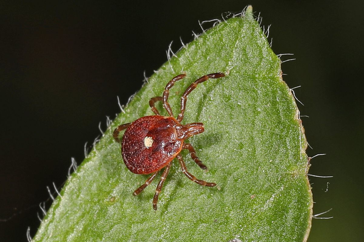 A lone star tick sits on a leaf. It has a shiny reddish brown body. 