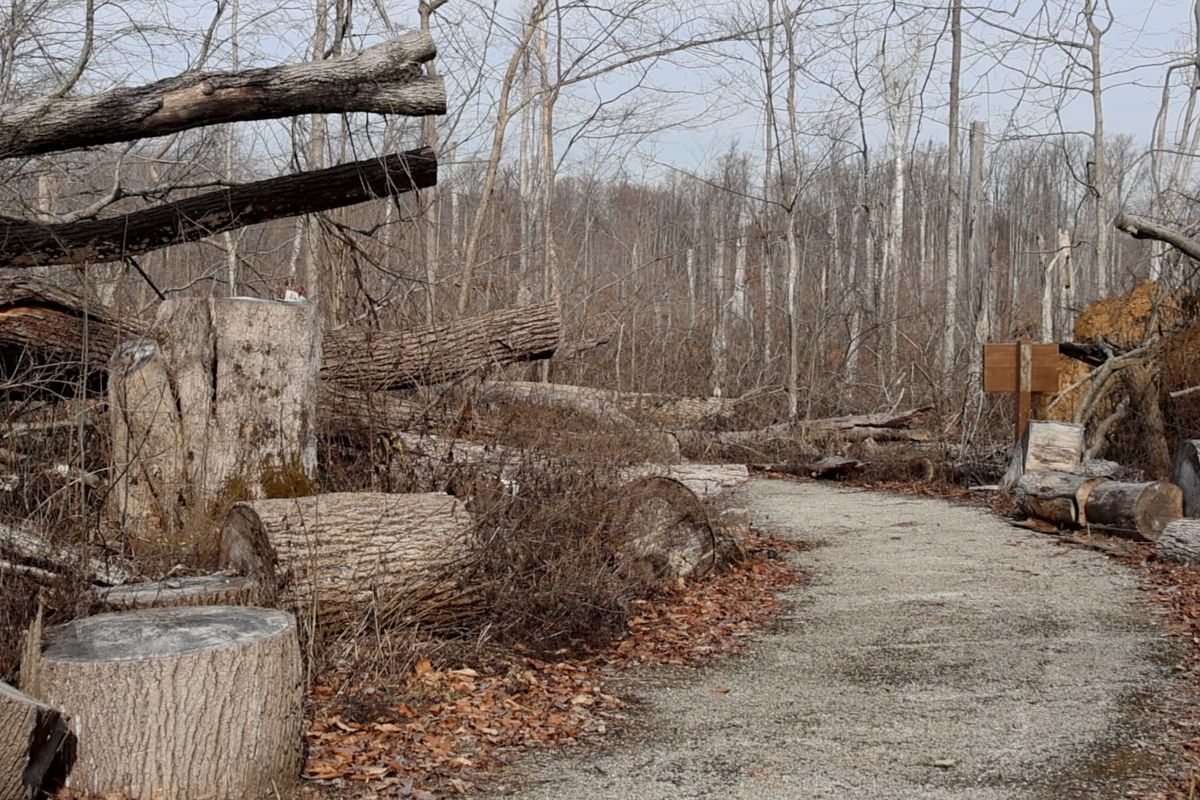 A gravel path at McCormick's Creek State Park is surrounded by trees — many of which have been cut down after being damaged by storms. 