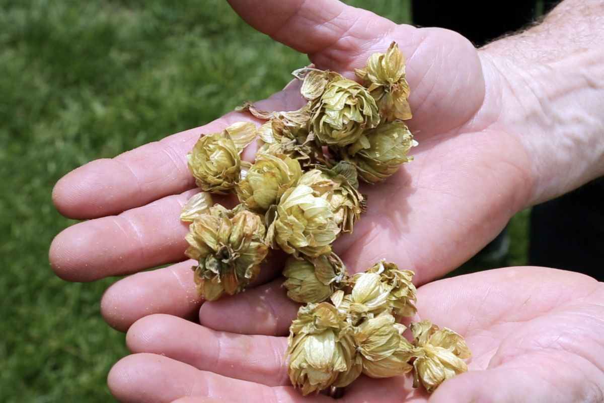 Monroe County hops