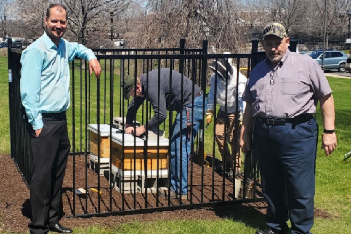 bees at hammond indiana courthouse