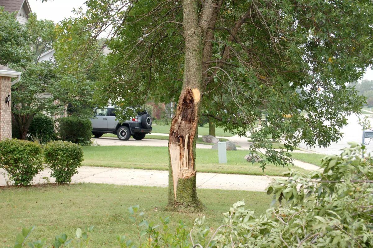 Part of a tree is newly exposed after a branch has been sheared off during a storm.