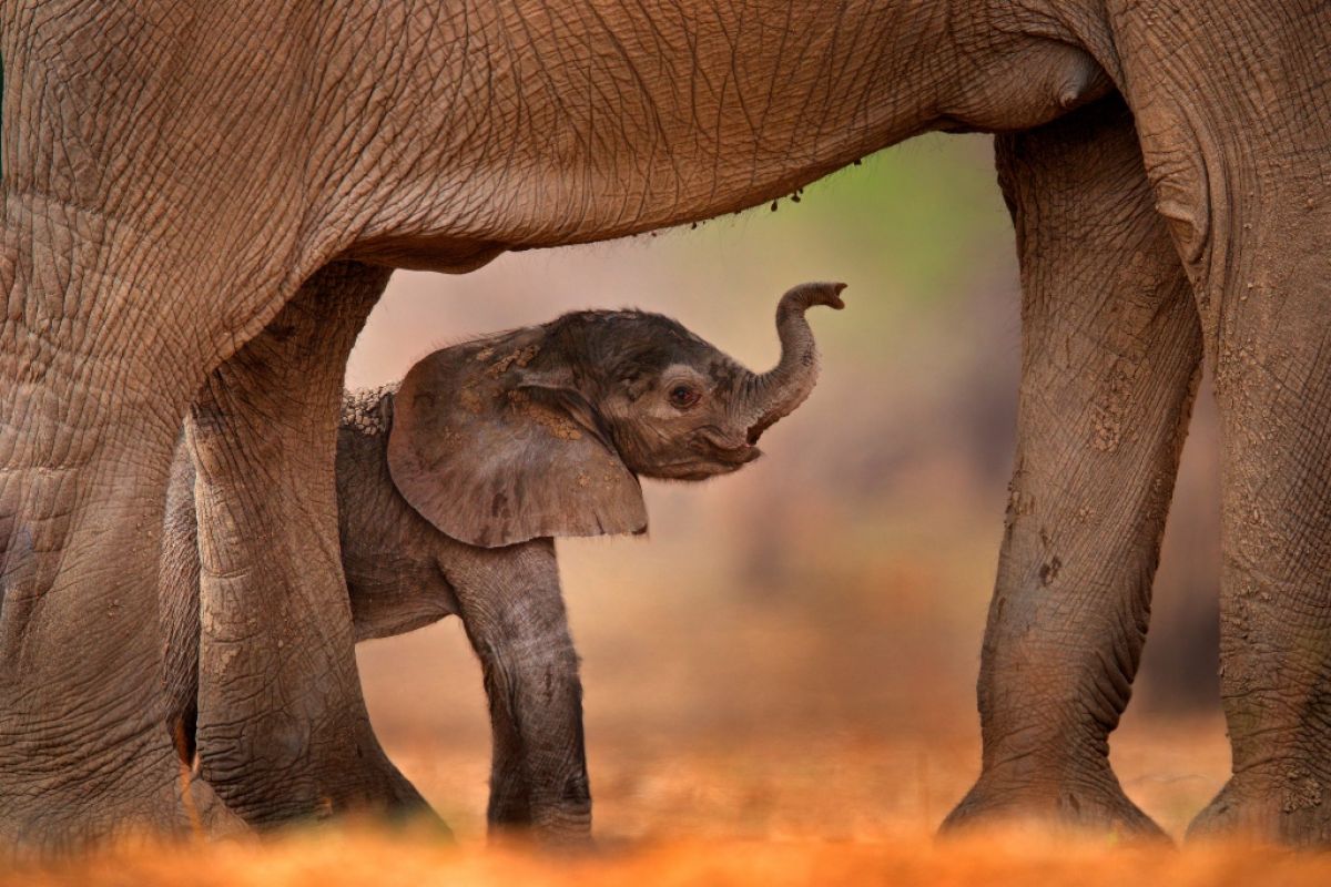 Baby elephant standing under mother.