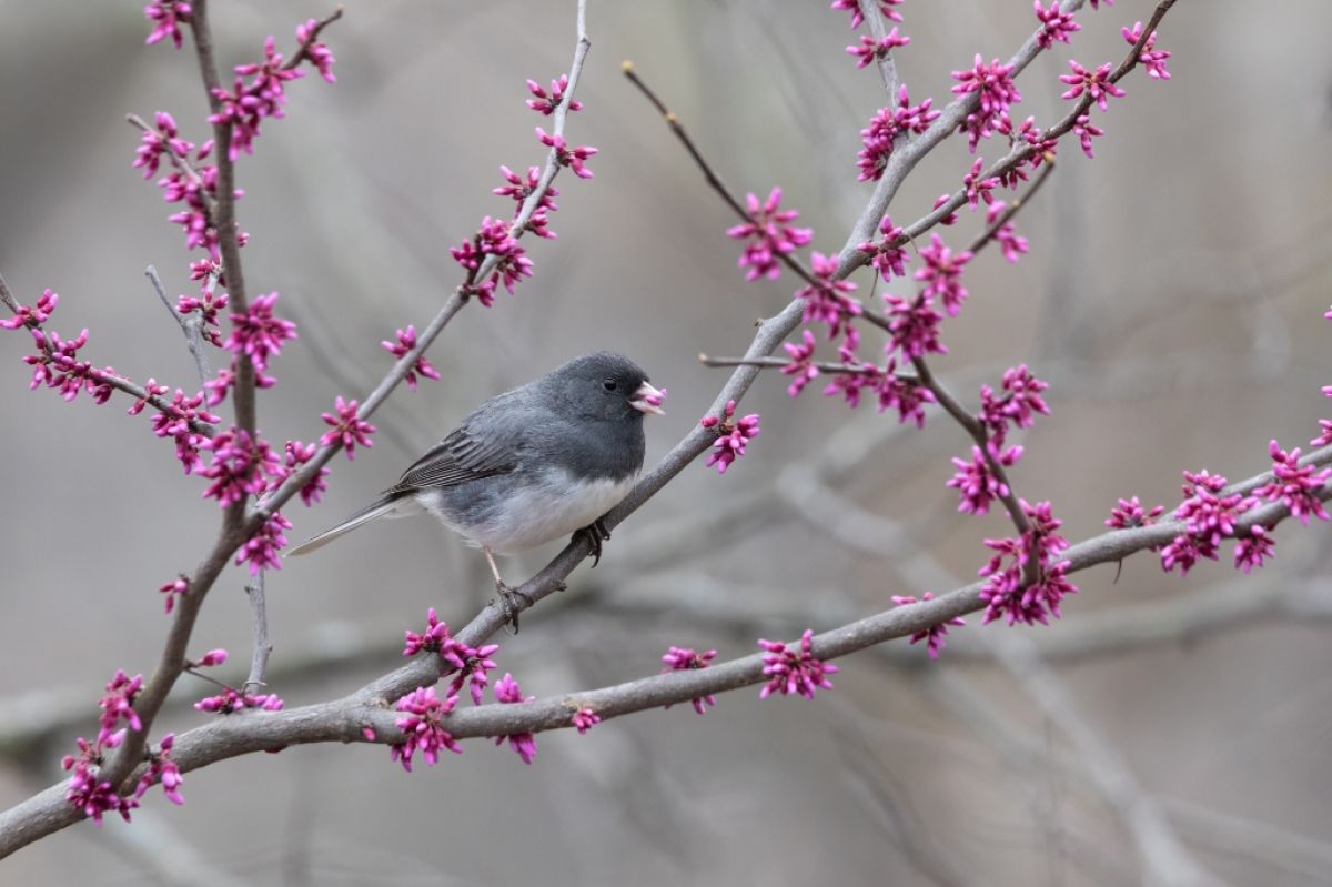 Junco bird in redbud tree on a grey spring day