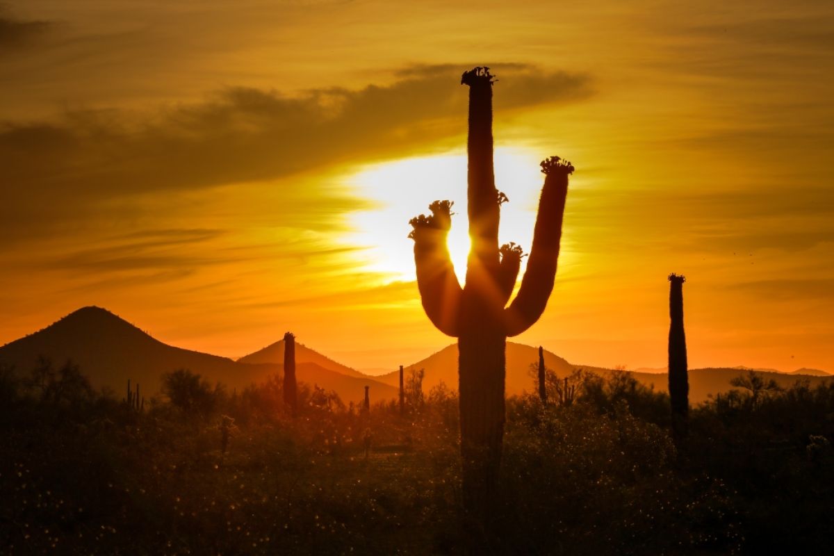Saguaro cactus against the sunset