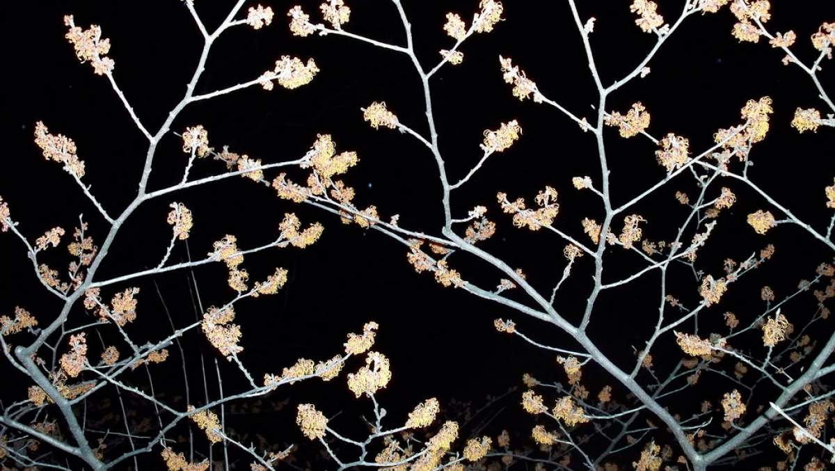 Tree branches at night