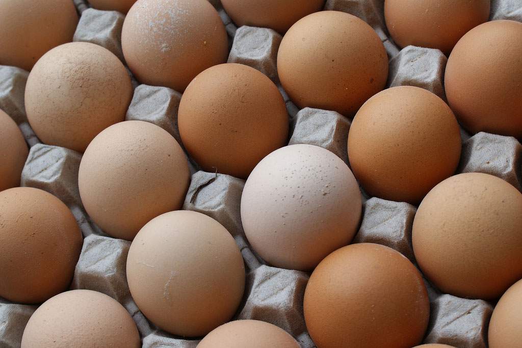 eggs in a carton