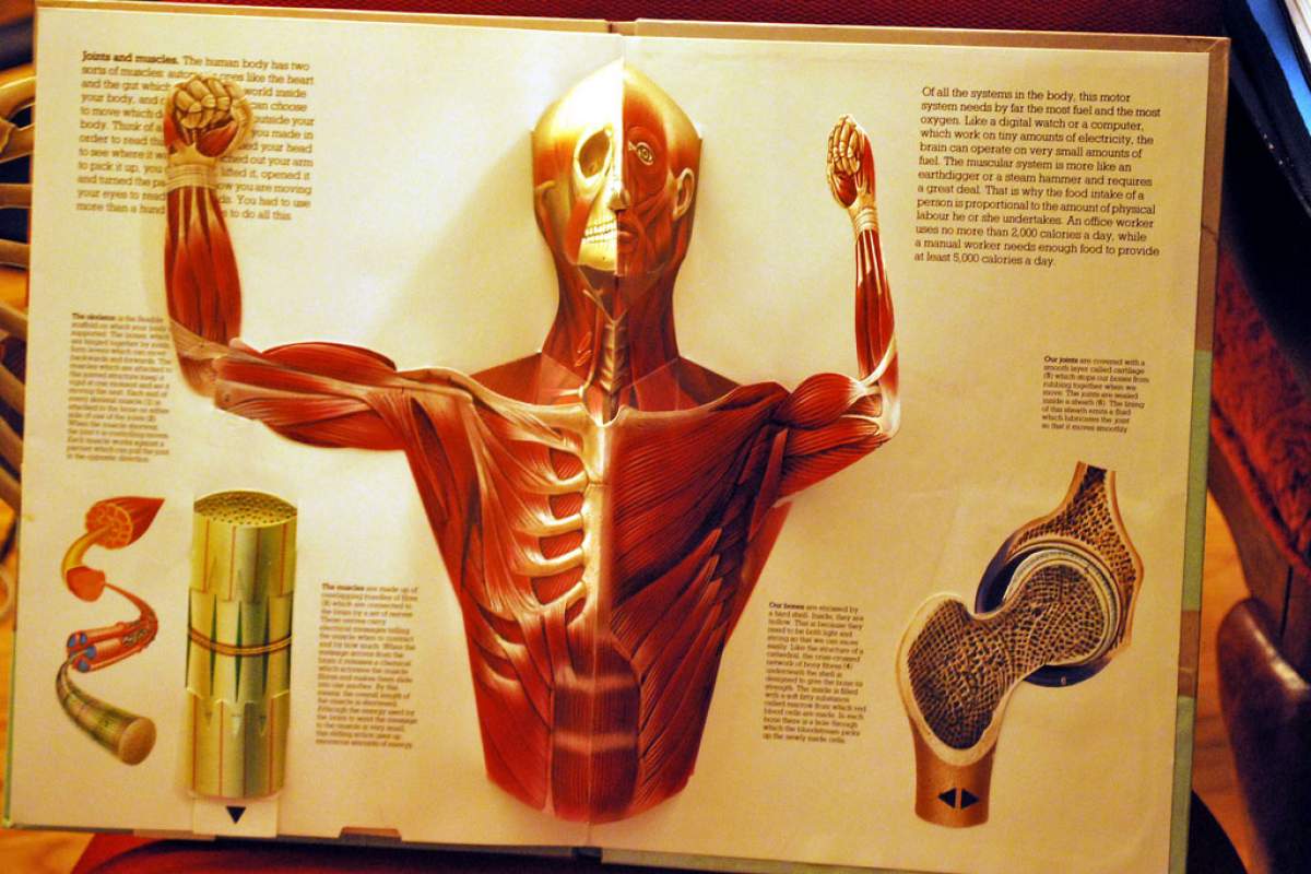 human body book