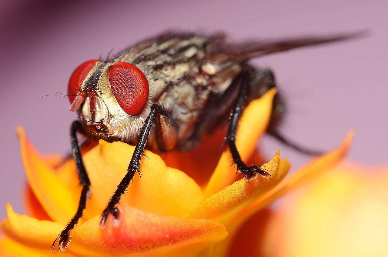 How Flies Perceive Time A Moment Of Science Indiana Public Media how-flies-perceive-time-a-moment-of-science-indiana-public-media