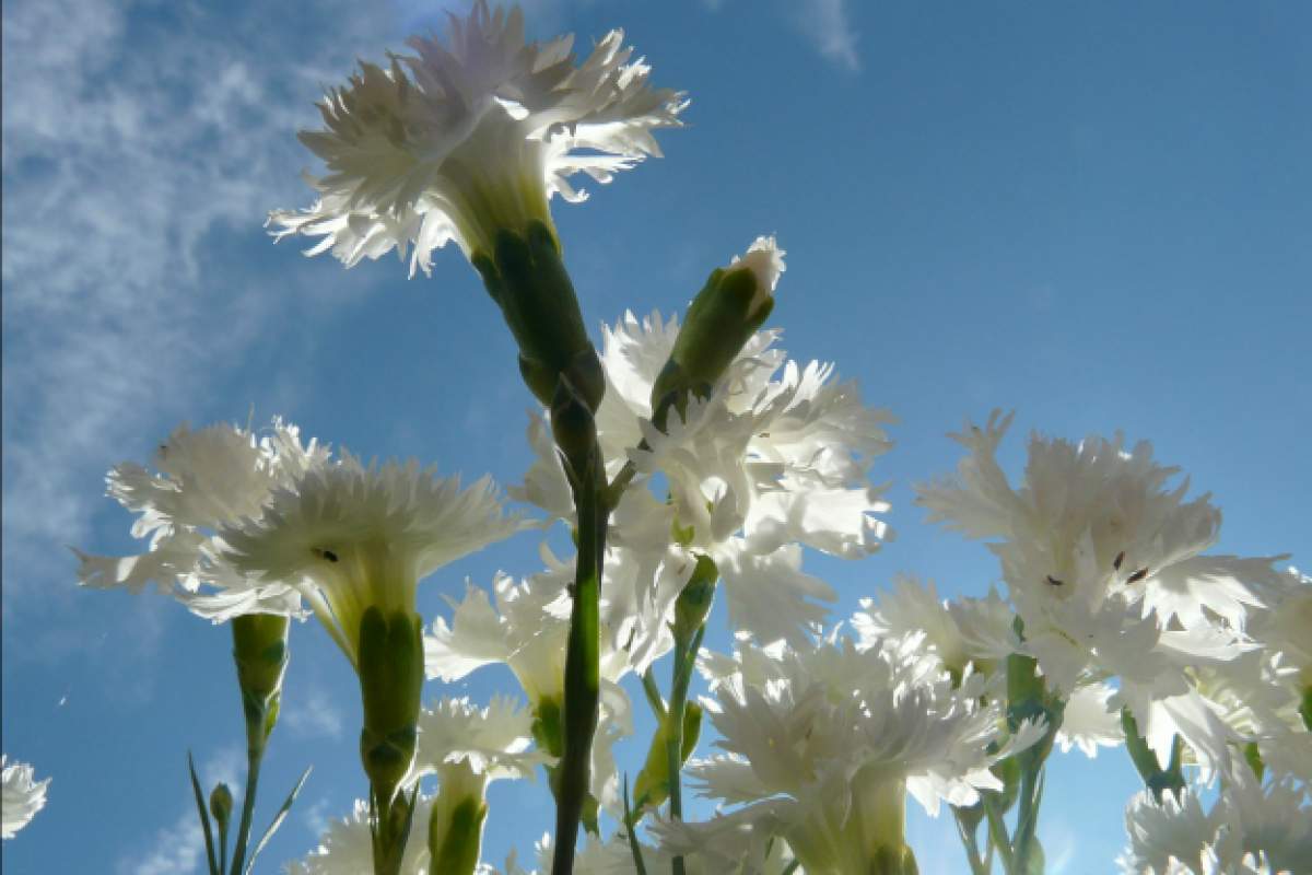 white carnations