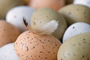 SpeckledEggs
