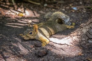 Funny Photo of a Squirrel Laying on its Belly in the Dirt, on a Hot Summer Day in the American South