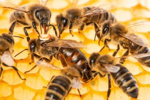  Licensed  Save to Library  Preview Crop  Find Similar   File #:  376282126 the queen (apis mellifera) marked with dot is laying eggs and bee workers around her - bee colony life