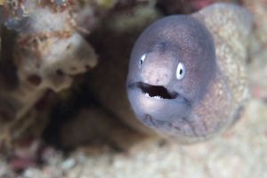 White eyed moray eel - Gymnothorax thyrsoideus