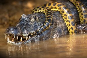 Closeup of ananaconda snake wrapped around an alligator in a pond in Pantanal, Brazil