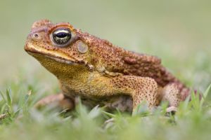 Cane Toad