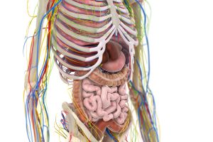 3d rendered medically accurate illustration of the abdominal organs