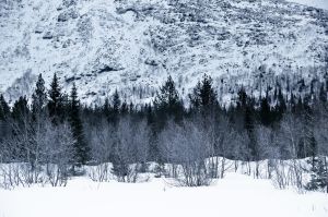 A snowy treeline in front of a large mountain