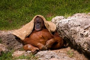 An orangutang with a large stomach sits on the ground next to a rock with a towel over its head