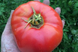 A large red tomato in a hand with green background