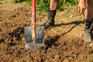 Shoveling clay soil