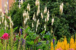Tall white spires of bugbane, aka cimicifuga