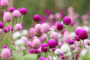 Globe amaranth blooms