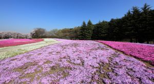Phlox covering the ground.