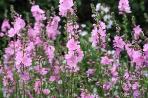 Pink Sidalcea flowers in bloom.
