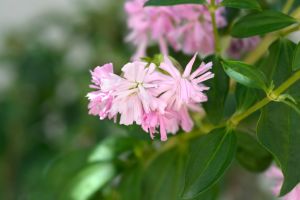 Double pink blooms of soapwort