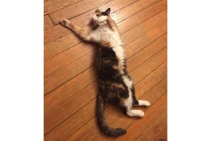 Rita the cat relaxing in a spinal twist