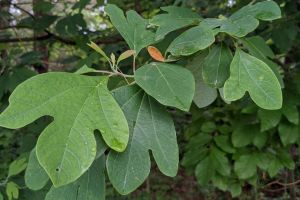 Sycamore Leaves