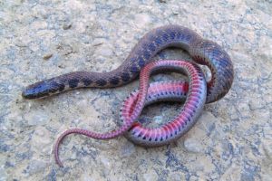 Kirtland's snake