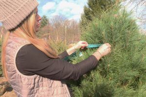 Erin Bishay puts a tag on a white pine tree at Abell Nursery and Landscape in Bloomington.