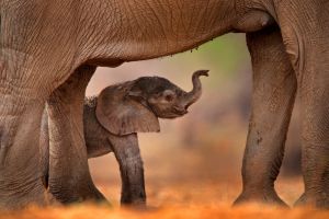 Baby elephant standing under mother.