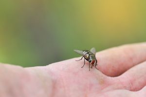 Fly in hand