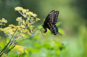 Black Swallowtail butterfly landing on a wildflower