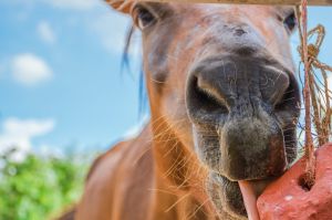 Small horse eating