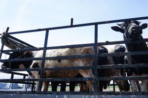 Cattle in a truck