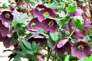 Balloon flower